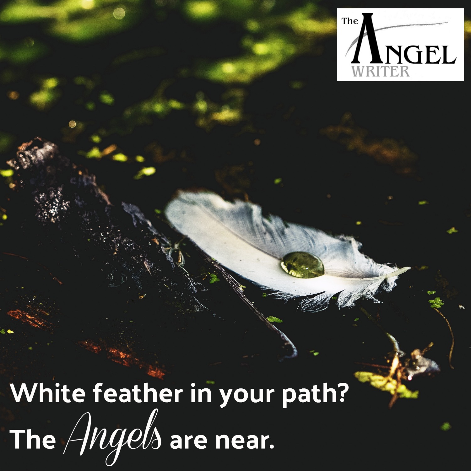 White feather sign of the angels